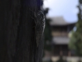 《如龙7外传：无名之龙》游戏截图-1小图